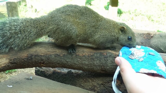 町田リス園に子連れで行ってみた実録レビュー 空いてるときに行ったほうがいいかな 三本ねっと